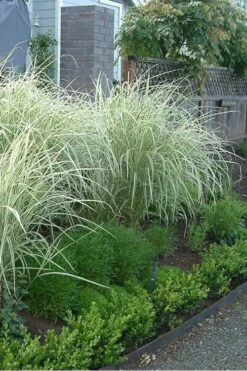 Variegated Maiden Grass - Miscanthus Sinensis 'Variegatus' - 1 Gallon Pot -Plant Promotion Store Miscanthus Variegated 3 2