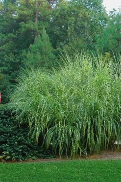 Zebra Grass - Miscanthus Sinensis 'Zebrinus' - 3 Gallon Pot -Plant Promotion Store Miscanthus Zebra Grass 14