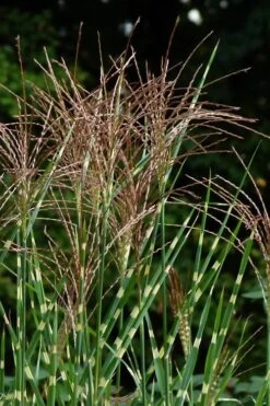 Zebra Grass - Miscanthus Sinensis 'Zebrinus' - 3 Gallon Pot -Plant Promotion Store Miscanthus Zebra Grass 15