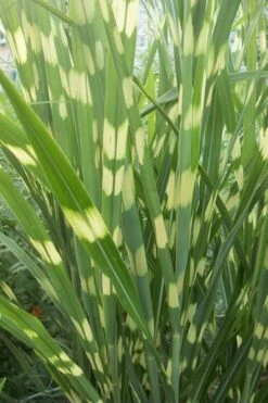 Zebra Grass - Miscanthus Sinensis 'Zebrinus' - 3 Gallon Pot -Plant Promotion Store Miscanthus Zebra Grass 500x750 1