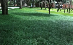 Tall Mondo Grass - 54 Count Flat Of Pint Pots -Plant Promotion Store Mondo Grass 21