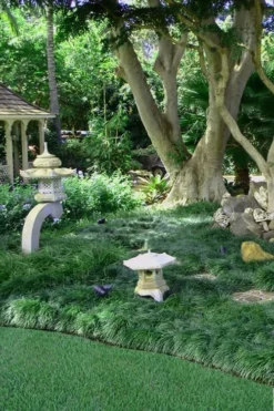 Tall Mondo Grass - 54 Count Flat Of Pint Pots -Plant Promotion Store Mondo Grass Black 25