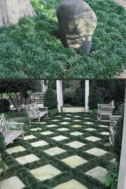 Dwarf Mondo Grass - 36 Pack Of 3.5" Pint Pots -Plant Promotion Store Mondo Grass Dwarf Rev 500x750 1