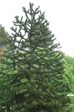 Monkey Puzzle Tree - Araucaria Auracana - 5 Gallon Pot 9 Monkey Puzzle Tree - Araucaria Auracana - 5 Gallon Pot -Plant Promotion Store Monkey Puzzle Tree 2
