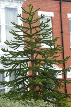 Monkey Puzzle Tree - Araucaria Auracana - 5 Gallon Pot 8 Monkey Puzzle Tree - Araucaria Auracana - 5 Gallon Pot -Plant Promotion Store Monkey Puzzle Tree 3