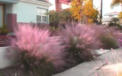 Pink Muhly Grass (Cotton Candy Grass) - 5 Pack Of Quart Pots -Plant Promotion Store Muhly Grass Pink 112 1
