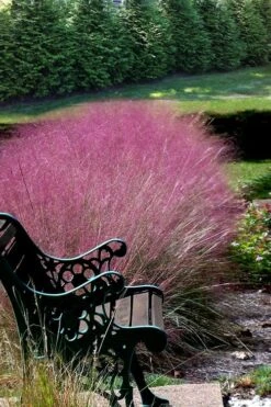 Pink Muhly Grass - Cotton Candy Grass - 3 Gallon Pot -Plant Promotion Store Muhly Grass Pink 200 1