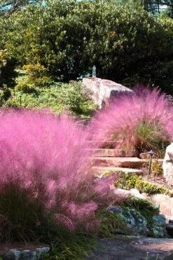 Pink Muhly Grass - Cotton Candy Grass - 3 Gallon Pot -Plant Promotion Store Muhly Grass Pink 202 1