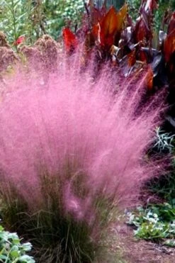 Pink Muhly Grass (Cotton Candy Grass) - 5 Pack Of Quart Pots -Plant Promotion Store Muhly Grass Pink 204 3