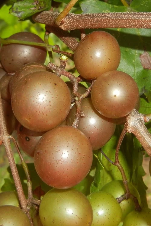 Carlos Bronze Muscadine Grape Vine - 1 Gallon Pot 1 Carlos Bronze Muscadine Grape Vine - 1 Gallon Pot