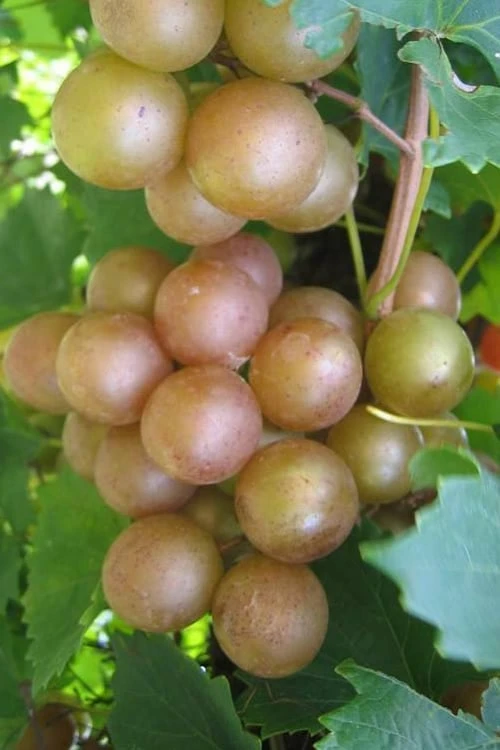 Fry Bronze Muscadine Grape Vine - 1 Gallon Pot 1 Fry Bronze Muscadine Grape Vine - 1 Gallon Pot