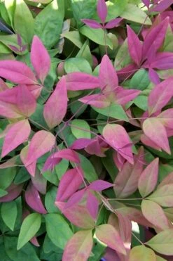 Blush Pink Nandina - 1 Gallon Pot