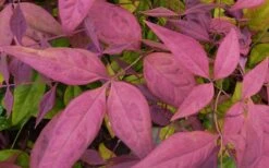 Blush Pink Nandina - 1 Gallon Pot -Plant Promotion Store Nandina Blush Pink Foliage Closeup