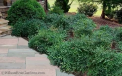 Harbor Belle Dwarf Nandina - 3 Gallon Pot -Plant Promotion Store Nandina Harbor Belle 11