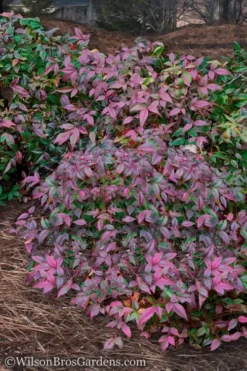 Harbor Belle Dwarf Nandina - 3 Gallon Pot