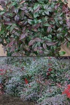Harbor Belle Dwarf Nandina - 3 Gallon Pot -Plant Promotion Store Nandina Harbor Belle 500x750 1