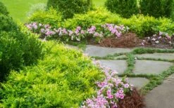 Lemon Lime Nandina - 2 Gallon Pot -Plant Promotion Store Nandina Lemon Lime 14 1