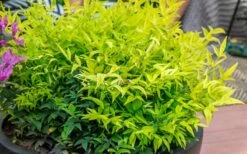 Lemon Lime Nandina - 2.5 Quart Pot -Plant Promotion Store Nandina Lemon Lime 51