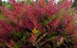 Obsession Nandina - 2.5 Quart Pot -Plant Promotion Store NandinaObsession 3