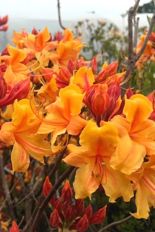 Four Kings Aromi Azalea (Rhododendron Hybrid) - 3 Gallon Pot 1 Four Kings Aromi Azalea (Rhododendron Hybrid) - 3 Gallon Pot