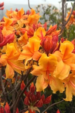 Four Kings Aromi Azalea (Rhododendron Hybrid) - 3 Gallon Pot 9 Four Kings Aromi Azalea (Rhododendron Hybrid) - 3 Gallon Pot -Plant Promotion Store Native Azalea Four Kings 8