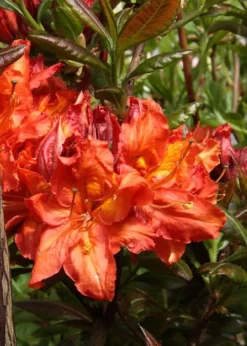 Mary Poppins Azalea (Rhododendron) - 5 Gallon Pot -Plant Promotion Store Native Azalea Mary Poppins 5