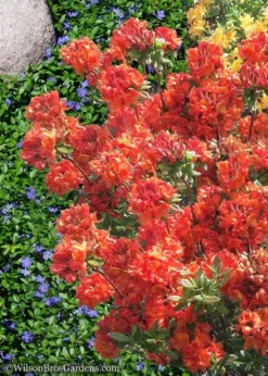 Mary Poppins Azalea (Rhododendron) - 5 Gallon Pot -Plant Promotion Store Native Azalea Mary Poppins 6