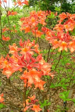 Mauvilla Gold Aromi Azalea (Rhododendron Hybrid) - 3 Gallon Pot -Plant Promotion Store Native Azalea Mauvila Gold 2