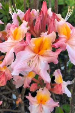 Pink Carousel Aromi Azalea (Rhododendron Hybrid) - 3 Gallon Pot