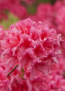 Rosy Lights Cold Hardy Azalea (Rhododendron) - 3 Gallon Pot -Plant Promotion Store Native Azalea Rosy Lights 6