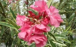 Twist Of Pink Oleander - 2 Gallon Pot -Plant Promotion Store Oleander Twist Of Pink Closeup Flower