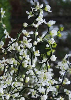 Flying Dragon Hardy Orange Tree - 3 Gallon Pot -Plant Promotion Store Orange Flying Dragon 10