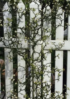 Flying Dragon Hardy Orange Tree - 3 Gallon Pot -Plant Promotion Store Orange Flying Dragon 3