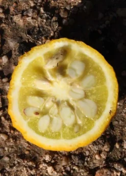 Flying Dragon Hardy Orange Tree - 3 Gallon Pot -Plant Promotion Store Orange Flying Dragon 5