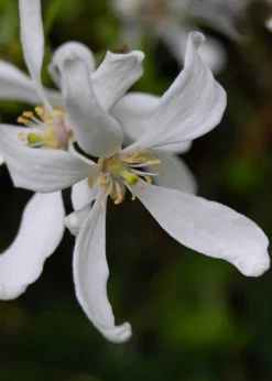Flying Dragon Hardy Orange Tree - 3 Gallon Pot -Plant Promotion Store Orange Flying Dragon 8
