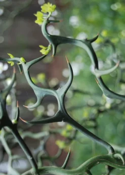 Flying Dragon Hardy Orange Tree - 3 Gallon Pot -Plant Promotion Store Orange Flying Dragon 9