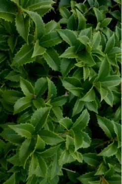 Wheeler's Cold Hardy Fragrant Tea Olive (Osmanthus) - 3 Gallon Pot 10 Wheeler's Cold Hardy Fragrant Tea Olive (Osmanthus) - 3 Gallon Pot -Plant Promotion Store Osmanthus Carl Wheeler 15