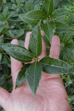 Wheeler's Cold Hardy Fragrant Tea Olive (Osmanthus) - 3 Gallon Pot 11 Wheeler's Cold Hardy Fragrant Tea Olive (Osmanthus) - 3 Gallon Pot -Plant Promotion Store Osmanthus Carl Wheeler 6