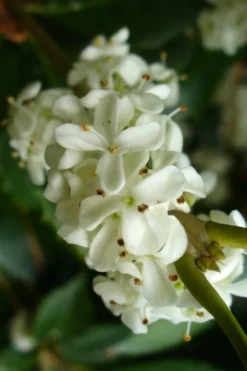 Wheeler's Cold Hardy Fragrant Tea Olive (Osmanthus) - 3 Gallon Pot 9 Wheeler's Cold Hardy Fragrant Tea Olive (Osmanthus) - 3 Gallon Pot -Plant Promotion Store Osmanthus Carl Wheeler 9