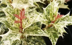 Goshiki Osmanthus (Variegated False Holly) - 1 Gallon Pot -Plant Promotion Store Osmanthus Goshiki Foliage Closeup 2 2