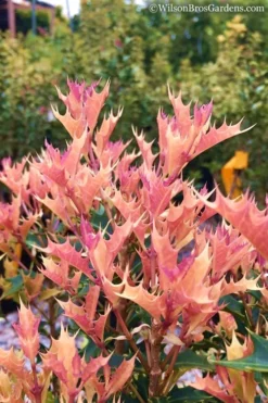 Party Lights Pink Flush Tea Olive - Osmanthus Heterophyllus - 3 Gallon Pot 9 Party Lights Pink Flush Tea Olive - Osmanthus Heterophyllus - 3 Gallon Pot -Plant Promotion Store Osmanthus Party Lights 11 1