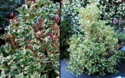 Fragrant Variegated Tea Olive - Osmanthus Heterophyllus 'Variegatus' - 3 Gallon Pot 9 Fragrant Variegated Tea Olive - Osmanthus Heterophyllus 'Variegatus' - 3 Gallon Pot -Plant Promotion Store Osmanthus Variegated False Holly 2