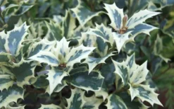 Fragrant Variegated Tea Olive - Osmanthus Heterophyllus 'Variegatus' - 3 Gallon Pot 8 Fragrant Variegated Tea Olive - Osmanthus Heterophyllus 'Variegatus' - 3 Gallon Pot -Plant Promotion Store Osmanthus Variegated False Holly Leaves