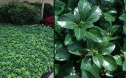 Green Sheen Pachysandra - Japanese Spurge - 18 Count Flats Of Pint Pots -Plant Promotion Store Pachysandra Green Sheen Combo