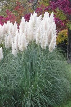 White Pampas Grass - 3 Gallon Pot 14 White Pampas Grass - 3 Gallon Pot -Plant Promotion Store Pampas Grass White 11