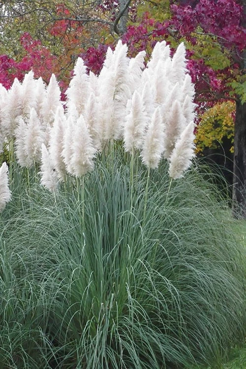 White Pampas Grass - 3 Gallon Pot 7 White Pampas Grass - 3 Gallon Pot - Image 7
