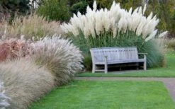 White Pampas Grass - 3 Gallon Pot 15 White Pampas Grass - 3 Gallon Pot -Plant Promotion Store Pampas Grass White 6