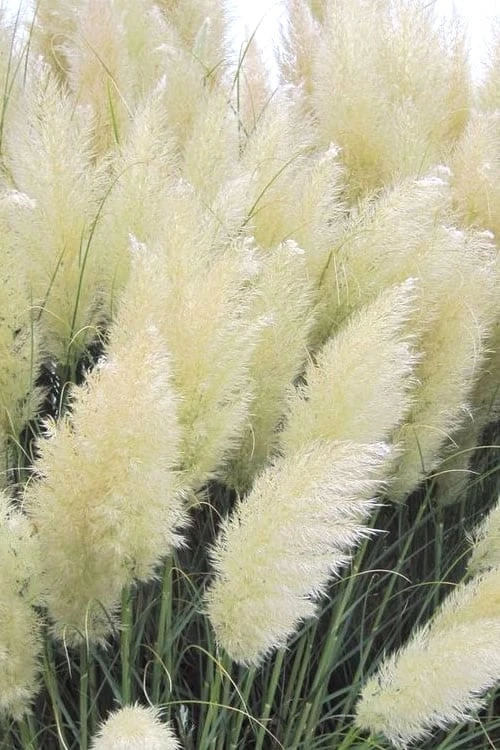 White Pampas Grass - 3 Gallon Pot 1 White Pampas Grass - 3 Gallon Pot