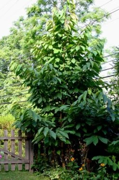 Paw Paw Tree - Asimina Triloba - 2 Gallon Pot -Plant Promotion Store Paw Paw Tree 2