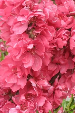 Bonanza Dwarf Patio Peach Tree - 2 Gallon Pot -Plant Promotion Store Peach Bonanza 3 1